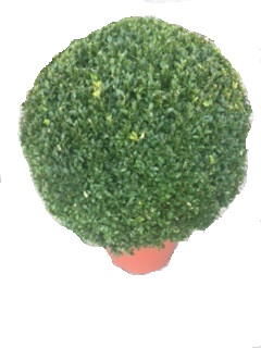 Buxus semp. ball 20-25cm 5lt